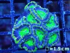 画像2: 【サンゴまとめ買い割引き10％〜20%OFF対象商品】【サンゴ】【通販】【オーストラリア産】カクオオトゲキクメイシ（Ultra Grade/Green)（個体販売）No.98（生体）（サンゴ） (2)