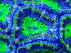 画像1: 【サンゴまとめ買い割引き10％〜20%OFF対象商品】【サンゴ】【通販】【オーストラリア産】カクオオトゲキクメイシ（Ultra Grade/Green)（個体販売）No.99（生体）（サンゴ） (1)