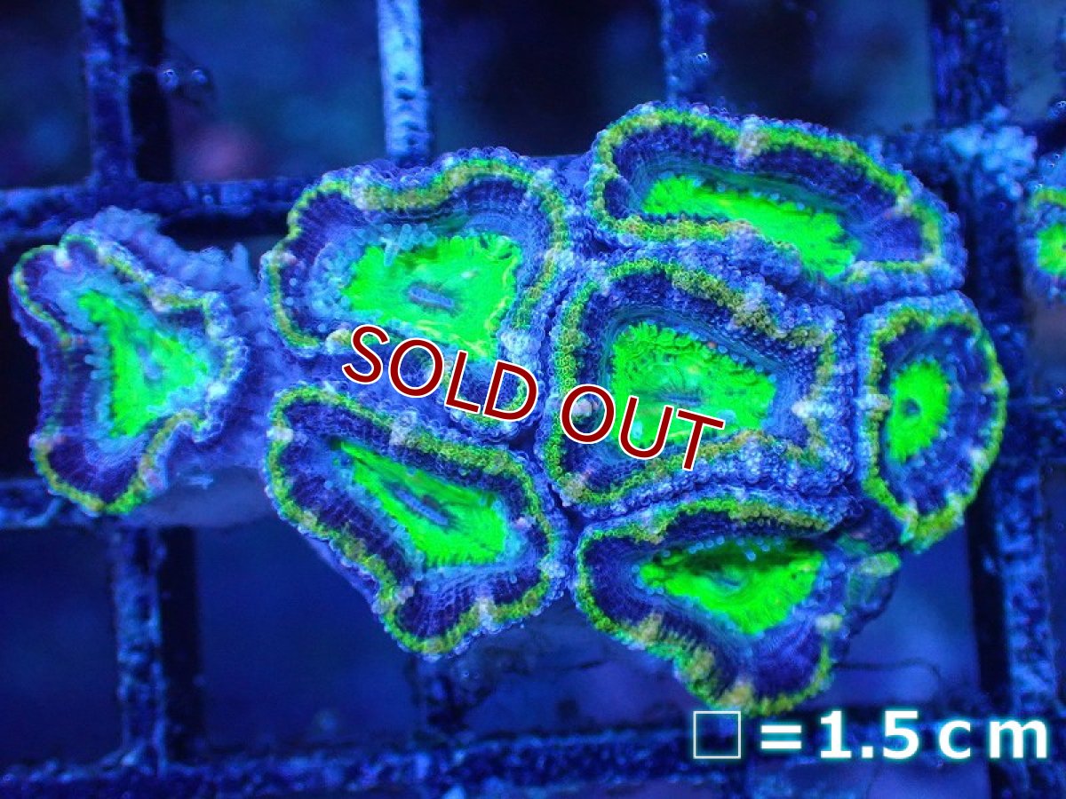 画像2: 【サンゴ】【通販】【オーストラリア産】カクオオトゲキクメイシ（Ultra Grade/Green)（個体販売）No.99（生体）（サンゴ） (2)