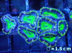 画像2: 【サンゴまとめ買い割引き10％〜20%OFF対象商品】【サンゴ】【通販】【オーストラリア産】カクオオトゲキクメイシ（Ultra Grade/Green)（個体販売）No.99（生体）（サンゴ） (2)