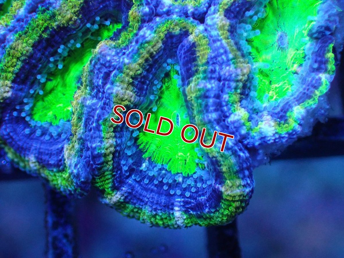 画像1: 【サンゴまとめ買い割引き10％〜20%OFF対象商品】 【サンゴ】【通販】【オーストラリア産】カクオオトゲキクメイシ（Ultra Grade/Green)（個体販売）No.100（生体）（サンゴ） (1)