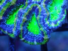 画像1: 【サンゴまとめ買い割引き10％〜20%OFF対象商品】【サンゴ】【通販】【オーストラリア産】カクオオトゲキクメイシ（Ultra Grade/Green)（個体販売）No.100（生体）（サンゴ） (1)