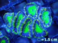 画像2: 【サンゴまとめ買い割引き10％〜20%OFF対象商品】【サンゴ】【通販】【オーストラリア産】カクオオトゲキクメイシ（Ultra Grade/Green)（個体販売）No.100（生体）（サンゴ） (2)