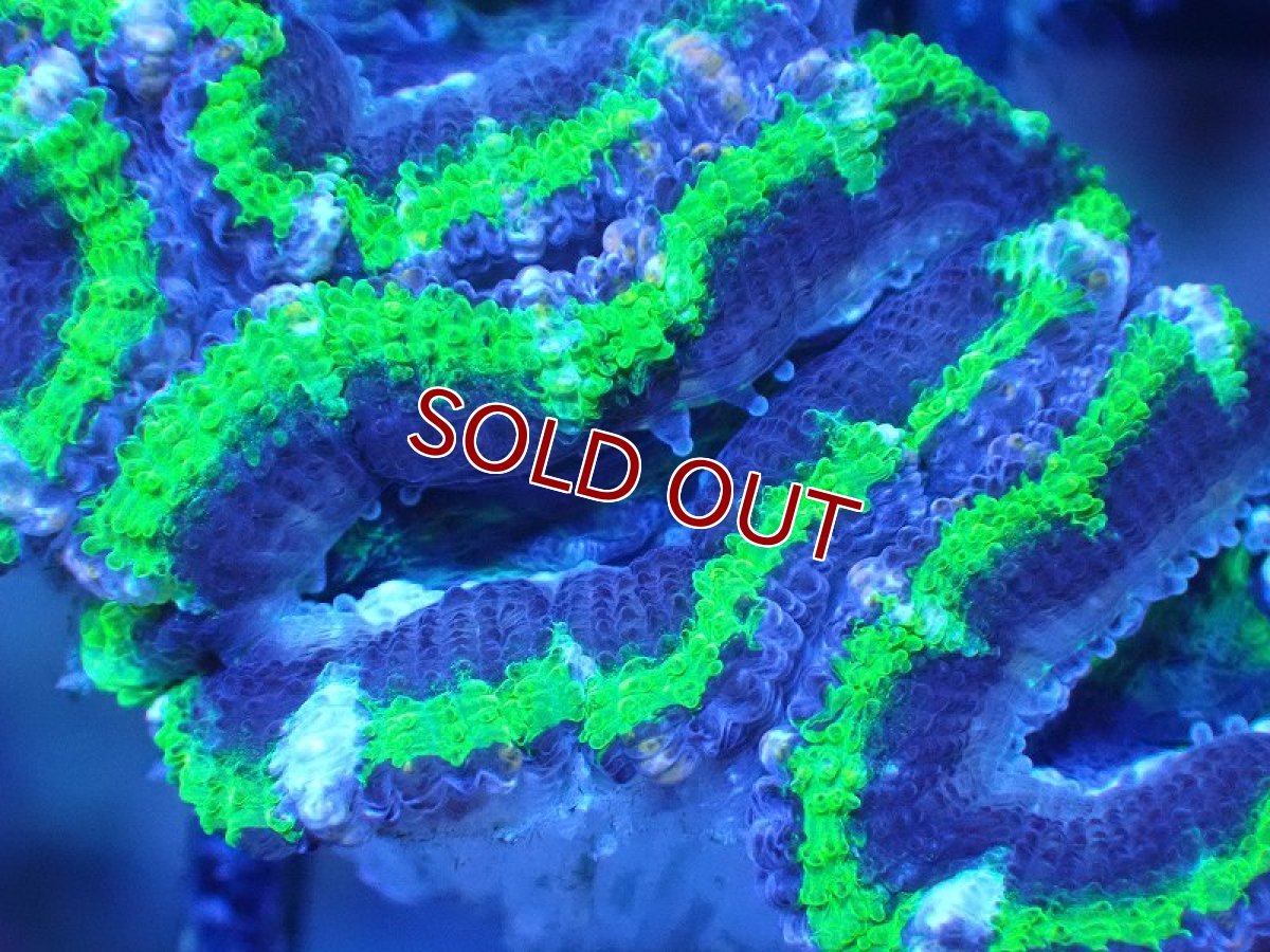 画像1: 【サンゴ】【通販】【オーストラリア産】カクオオトゲキクメイシ（Ultra Grade/Green)（個体販売）No.101（生体）（サンゴ） (1)