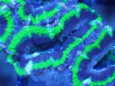 画像1: 【サンゴまとめ買い割引き10％〜20%OFF対象商品】【サンゴ】【通販】【オーストラリア産】カクオオトゲキクメイシ（Ultra Grade/Green)（個体販売）No.101（生体）（サンゴ） (1)