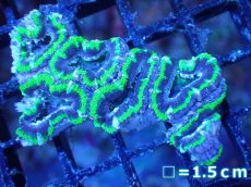 画像2: 【サンゴまとめ買い割引き10％〜20%OFF対象商品】【サンゴ】【通販】【オーストラリア産】カクオオトゲキクメイシ（Ultra Grade/Green)（個体販売）No.101（生体）（サンゴ） (2)