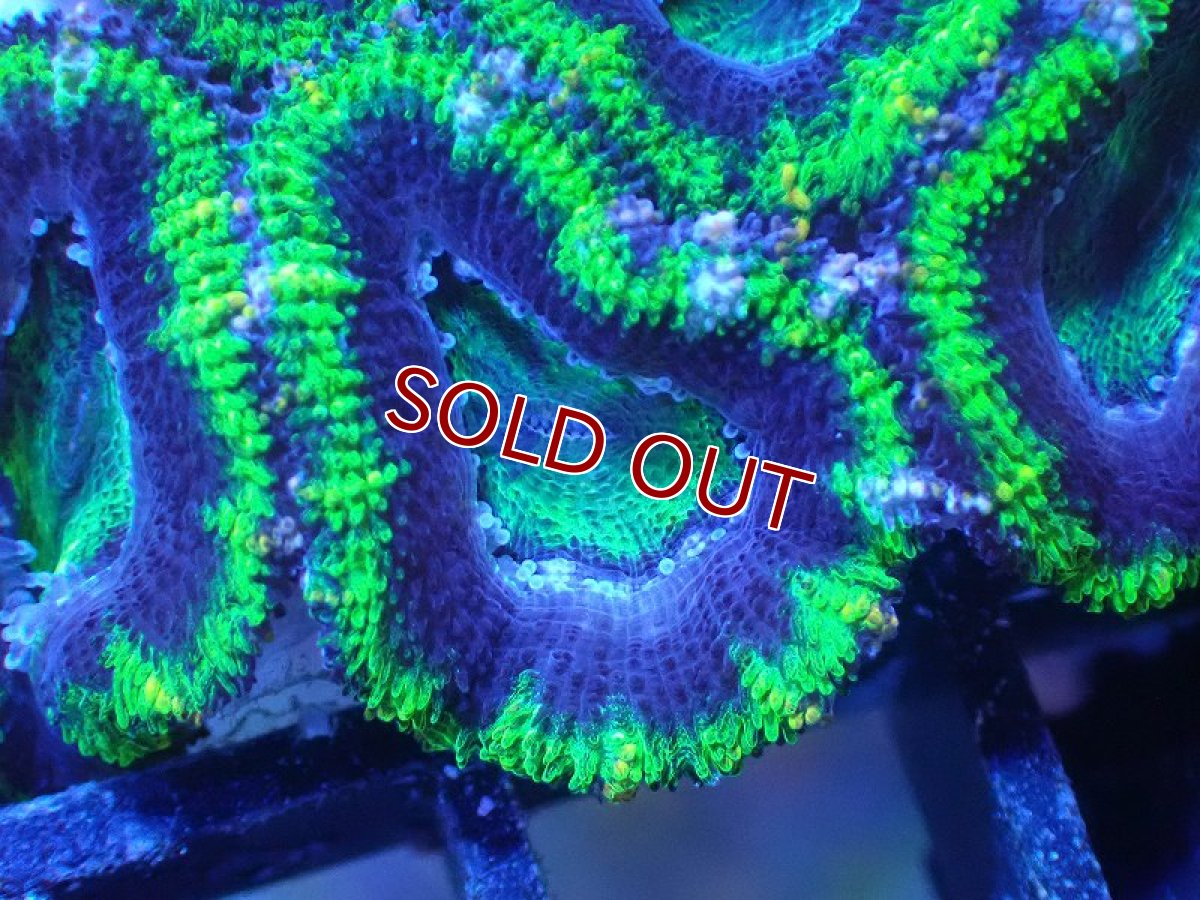 画像1: 【サンゴまとめ買い割引き10％〜20%OFF対象商品】 【サンゴ】【通販】【オーストラリア産】カクオオトゲキクメイシ（Ultra Grade/Green)（個体販売）No.102（生体）（サンゴ） (1)