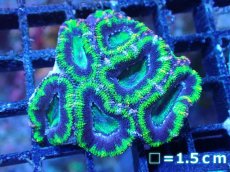 画像2: 【サンゴまとめ買い割引き10％〜20%OFF対象商品】【サンゴ】【通販】【オーストラリア産】カクオオトゲキクメイシ（Ultra Grade/Green)（個体販売）No.102（生体）（サンゴ） (2)