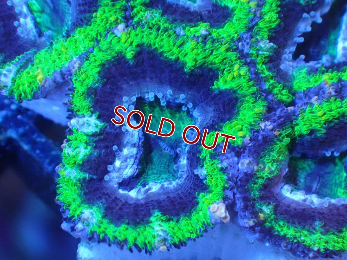 画像1: 【サンゴ】【通販】【オーストラリア産】カクオオトゲキクメイシ（Ultra Grade/Green)（個体販売）No.103（生体）（サンゴ） (1)