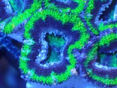 画像1: 【サンゴまとめ買い割引き10％〜20%OFF対象商品】【サンゴ】【通販】【オーストラリア産】カクオオトゲキクメイシ（Ultra Grade/Green)（個体販売）No.103（生体）（サンゴ） (1)