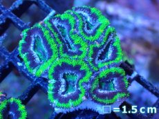 画像2: 【サンゴまとめ買い割引き10％〜20%OFF対象商品】【サンゴ】【通販】【オーストラリア産】カクオオトゲキクメイシ（Ultra Grade/Green)（個体販売）No.103（生体）（サンゴ） (2)