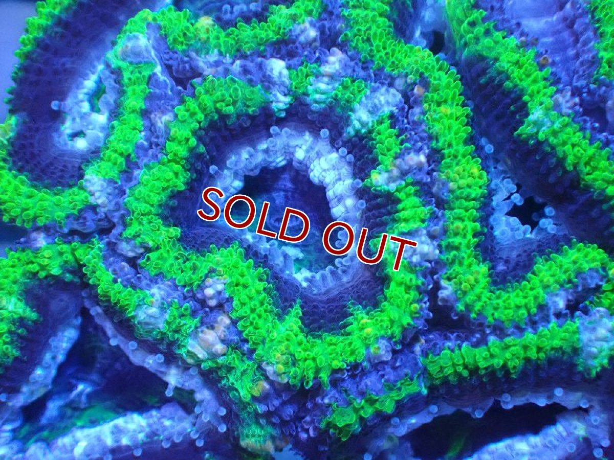 画像1: 【サンゴまとめ買い割引き10％〜20%OFF対象商品】 【サンゴ】【通販】【オーストラリア産】カクオオトゲキクメイシ（Ultra Grade/Green)（個体販売）No.104（生体）（サンゴ） (1)