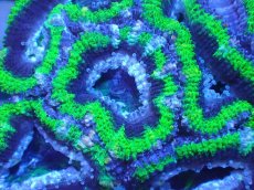 画像1: 【サンゴまとめ買い割引き10％〜20%OFF対象商品】【サンゴ】【通販】【オーストラリア産】カクオオトゲキクメイシ（Ultra Grade/Green)（個体販売）No.104（生体）（サンゴ） (1)