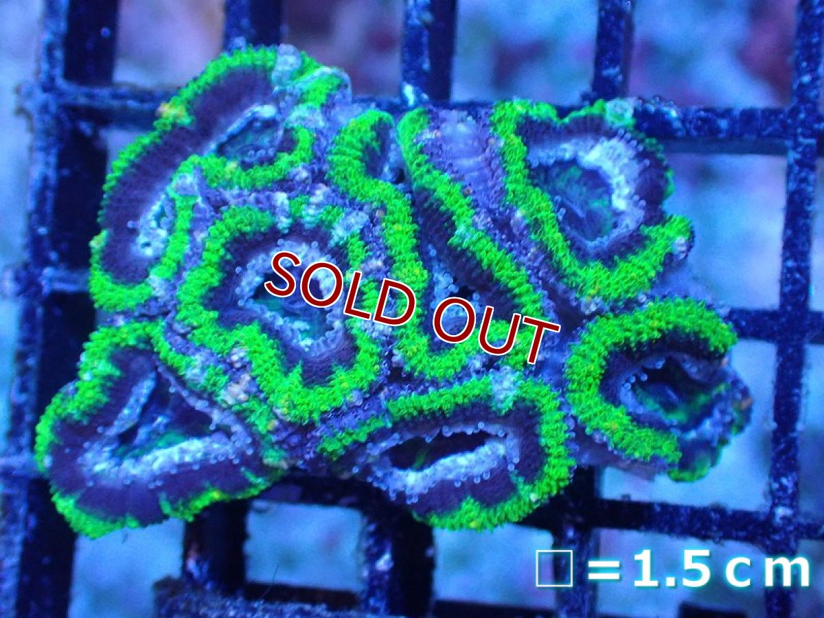 画像2: 【サンゴまとめ買い割引き10％〜20%OFF対象商品】 【サンゴ】【通販】【オーストラリア産】カクオオトゲキクメイシ（Ultra Grade/Green)（個体販売）No.104（生体）（サンゴ） (2)