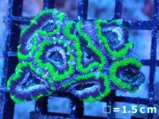 画像2: 【サンゴまとめ買い割引き10％〜20%OFF対象商品】【サンゴ】【通販】【オーストラリア産】カクオオトゲキクメイシ（Ultra Grade/Green)（個体販売）No.104（生体）（サンゴ） (2)