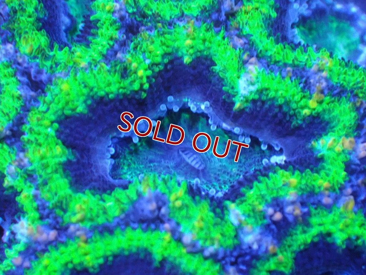 画像1: 【サンゴ】【通販】【オーストラリア産】カクオオトゲキクメイシ（Ultra Grade/Green)（個体販売）No.105（生体）（サンゴ） (1)