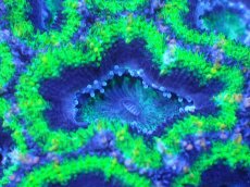 画像1: 【サンゴまとめ買い割引き10％〜20%OFF対象商品】【サンゴ】【通販】【オーストラリア産】カクオオトゲキクメイシ（Ultra Grade/Green)（個体販売）No.105（生体）（サンゴ） (1)