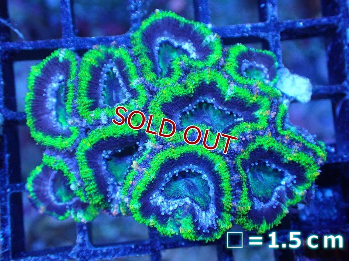 画像2: 【サンゴ】【通販】【オーストラリア産】カクオオトゲキクメイシ（Ultra Grade/Green)（個体販売）No.105（生体）（サンゴ） (2)