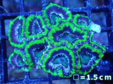 画像2: 【サンゴまとめ買い割引き10％〜20%OFF対象商品】【サンゴ】【通販】【オーストラリア産】カクオオトゲキクメイシ（Ultra Grade/Green)（個体販売）No.105（生体）（サンゴ） (2)