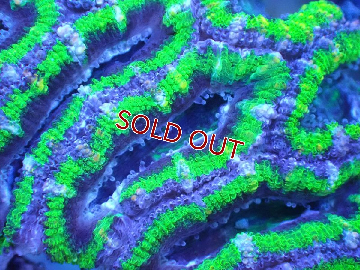 画像1: 【サンゴまとめ買い割引き10％〜20%OFF対象商品】 【サンゴ】【通販】【オーストラリア産】カクオオトゲキクメイシ（Ultra Grade/Green)（個体販売）No.106（生体）（サンゴ） (1)