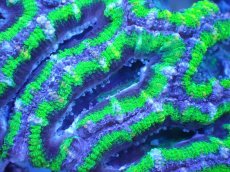 画像1: 【サンゴまとめ買い割引き10％〜20%OFF対象商品】【サンゴ】【通販】【オーストラリア産】カクオオトゲキクメイシ（Ultra Grade/Green)（個体販売）No.106（生体）（サンゴ） (1)