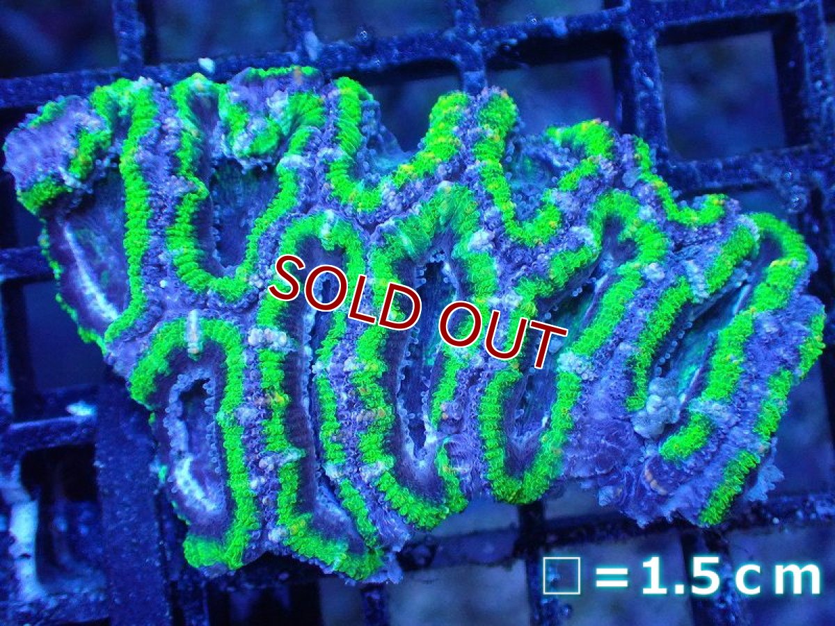 画像2: 【サンゴまとめ買い割引き10％〜20%OFF対象商品】 【サンゴ】【通販】【オーストラリア産】カクオオトゲキクメイシ（Ultra Grade/Green)（個体販売）No.106（生体）（サンゴ） (2)