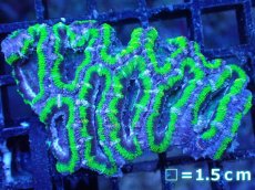 画像2: 【サンゴまとめ買い割引き10％〜20%OFF対象商品】【サンゴ】【通販】【オーストラリア産】カクオオトゲキクメイシ（Ultra Grade/Green)（個体販売）No.106（生体）（サンゴ） (2)