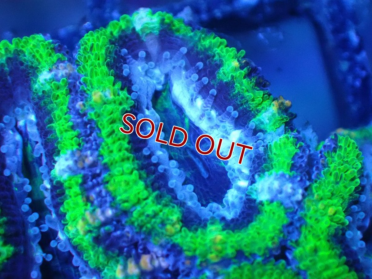 画像1: 【サンゴ】【通販】【オーストラリア産】カクオオトゲキクメイシ（Ultra Grade/Green)（個体販売）No.107（生体）（サンゴ） (1)