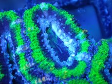 画像1: 【サンゴまとめ買い割引き10％〜20%OFF対象商品】【サンゴ】【通販】【オーストラリア産】カクオオトゲキクメイシ（Ultra Grade/Green)（個体販売）No.107（生体）（サンゴ） (1)