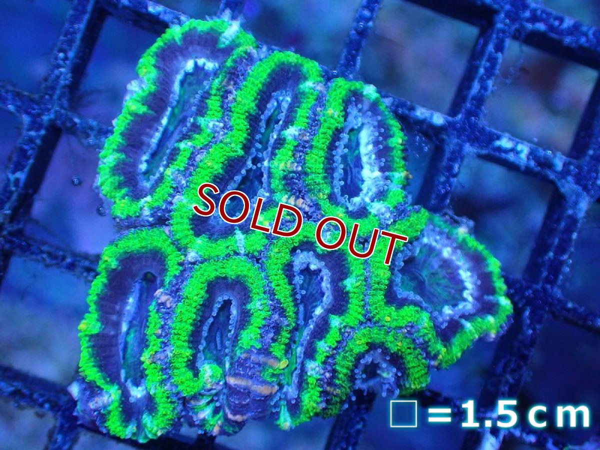 画像2: 【サンゴ】【通販】【オーストラリア産】カクオオトゲキクメイシ（Ultra Grade/Green)（個体販売）No.107（生体）（サンゴ） (2)