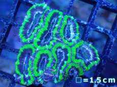 画像2: 【サンゴまとめ買い割引き10％〜20%OFF対象商品】【サンゴ】【通販】【オーストラリア産】カクオオトゲキクメイシ（Ultra Grade/Green)（個体販売）No.107（生体）（サンゴ） (2)