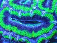 画像1: 【サンゴまとめ買い割引き10％〜20%OFF対象商品】【サンゴ】【通販】【オーストラリア産】カクオオトゲキクメイシ（Ultra Grade/Green)（個体販売）No.108（生体）（サンゴ） (1)