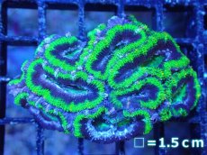 画像2: 【サンゴまとめ買い割引き10％〜20%OFF対象商品】【サンゴ】【通販】【オーストラリア産】カクオオトゲキクメイシ（Ultra Grade/Green)（個体販売）No.108（生体）（サンゴ） (2)