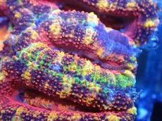 画像1: 【サンゴまとめ買い割引き10％〜20%OFF対象商品】【サンゴ】【通販】【オーストラリア産】カクオオトゲキクメイシ（Ultra/Special Rainbow)（個体販売）No.109（生体）（サンゴ） (1)