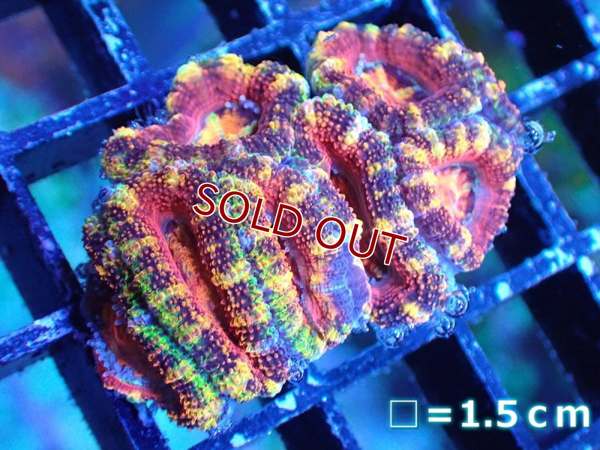 画像2: 【サンゴ】【通販】【オーストラリア産】カクオオトゲキクメイシ（Ultra/Special Rainbow)（個体販売）No.109（生体）（サンゴ） (2)