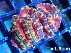 画像2: 【サンゴまとめ買い割引き10％〜20%OFF対象商品】【サンゴ】【通販】【オーストラリア産】カクオオトゲキクメイシ（Ultra/Special Rainbow)（個体販売）No.109（生体）（サンゴ） (2)