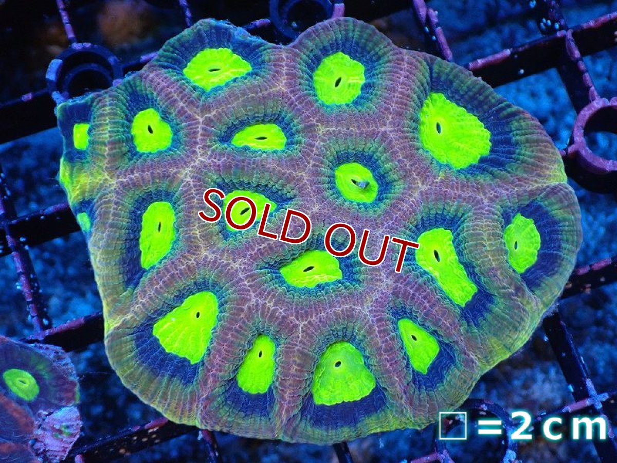 画像1: 【サンゴまとめ買い割り引き対象商品30周年セール】【サンゴ】【通販】【オーストラリア産】キクメイシsp. （Dragon Soul)（個体販売）No.3（生体）（サンゴ） (1)
