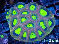 画像1: 【サンゴまとめ買い割引き10％〜20%OFF対象商品】【サンゴ】【通販】【オーストラリア産】キクメイシsp. （Dragon Soul)（個体販売）No.3（生体）（サンゴ） (1)