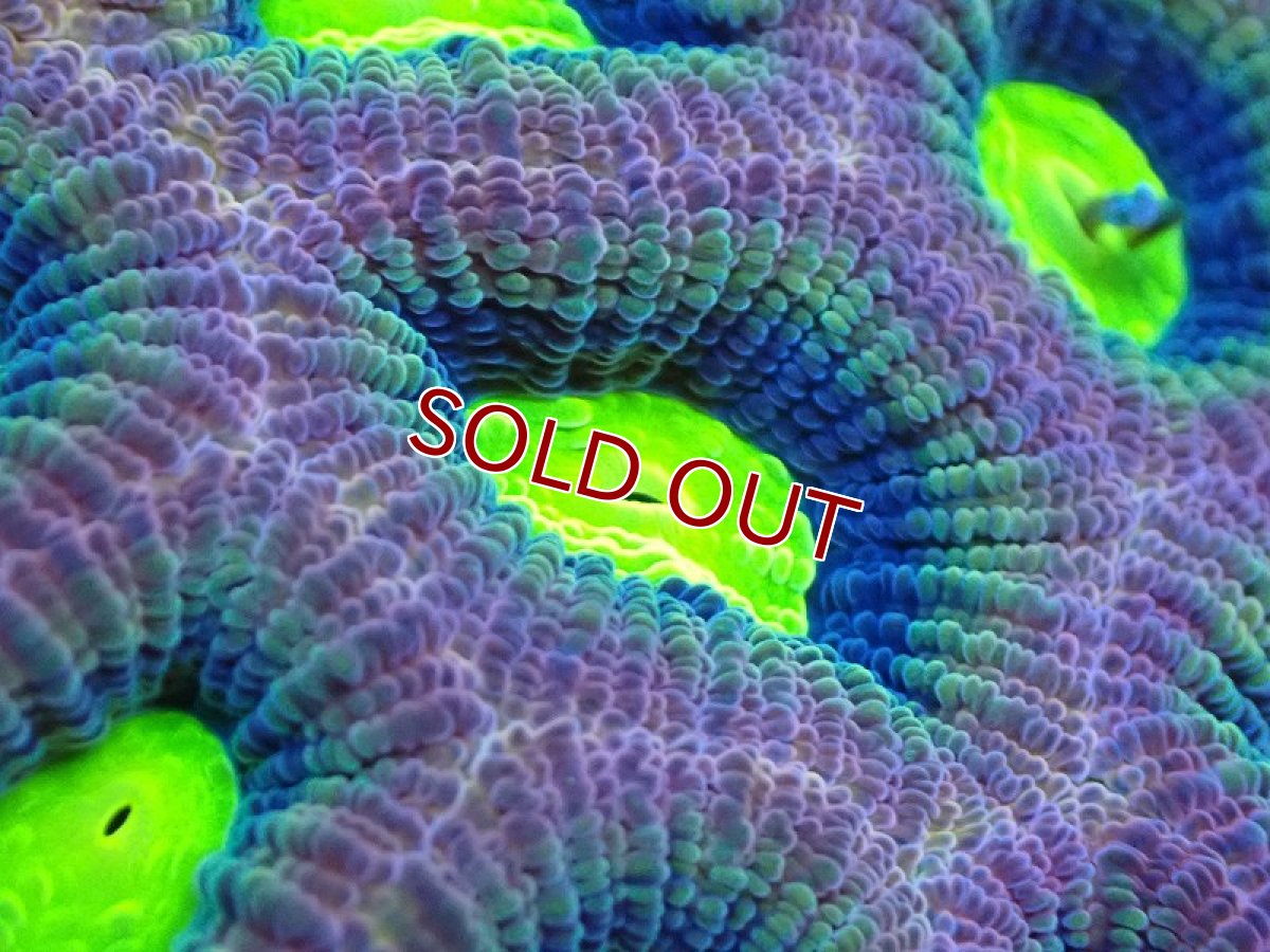 画像2: 【サンゴまとめ買い割り引き対象商品30周年セール】【サンゴ】【通販】【オーストラリア産】キクメイシsp. （Dragon Soul)（個体販売）No.3（生体）（サンゴ） (2)