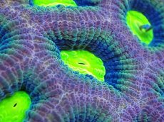 画像2: 【サンゴまとめ買い割引き10％〜20%OFF対象商品】【サンゴ】【通販】【オーストラリア産】キクメイシsp. （Dragon Soul)（個体販売）No.3（生体）（サンゴ） (2)