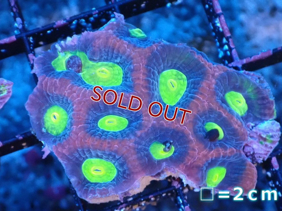 画像1: 【サンゴ】【通販】【オーストラリア産】キクメイシsp. （Dragon Soul)（個体販売）No.4（生体）（サンゴ） (1)
