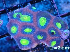 画像1: 【サンゴまとめ買い割引き10％〜20%OFF対象商品】【サンゴ】【通販】【オーストラリア産】キクメイシsp. （Dragon Soul)（個体販売）No.4（生体）（サンゴ） (1)