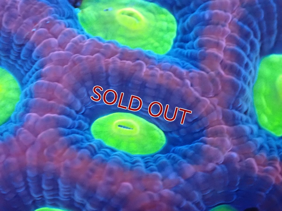 画像2: 【サンゴ】【通販】【オーストラリア産】キクメイシsp. （Dragon Soul)（個体販売）No.4（生体）（サンゴ） (2)