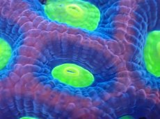 画像2: 【サンゴまとめ買い割引き10％〜20%OFF対象商品】【サンゴ】【通販】【オーストラリア産】キクメイシsp. （Dragon Soul)（個体販売）No.4（生体）（サンゴ） (2)