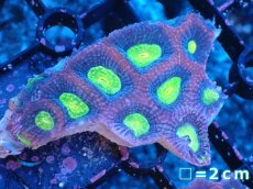 画像1: 【サンゴまとめ買い割引き10％〜20%OFF対象商品】【サンゴ】【通販】【オーストラリア産】キクメイシsp. （Dragon Soul)（個体販売）No.5（生体）（サンゴ） (1)