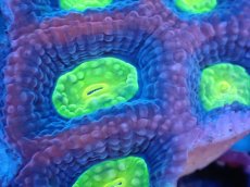 画像2: 【サンゴまとめ買い割引き10％〜20%OFF対象商品】【サンゴ】【通販】【オーストラリア産】キクメイシsp. （Dragon Soul)（個体販売）No.5（生体）（サンゴ） (2)