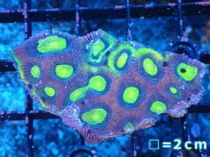 画像1: 【サンゴまとめ買い割引き10％〜20%OFF対象商品】【サンゴ】【通販】【オーストラリア産】キクメイシsp. （Dragon Soul)（個体販売）No.6（生体）（サンゴ） (1)