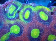 画像2: 【サンゴまとめ買い割引き10％〜20%OFF対象商品】【サンゴ】【通販】【オーストラリア産】キクメイシsp. （Dragon Soul)（個体販売）No.6（生体）（サンゴ） (2)