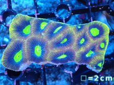 画像1: 【サンゴまとめ買い割引き10％〜20%OFF対象商品】【サンゴ】【通販】【オーストラリア産】キクメイシsp. （Dragon Soul)（個体販売）No.7（生体）（サンゴ） (1)