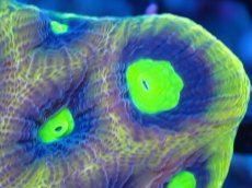 画像2: 【サンゴまとめ買い割引き10％〜20%OFF対象商品】【サンゴ】【通販】【オーストラリア産】キクメイシsp. （Dragon Soul)（個体販売）No.7（生体）（サンゴ） (2)